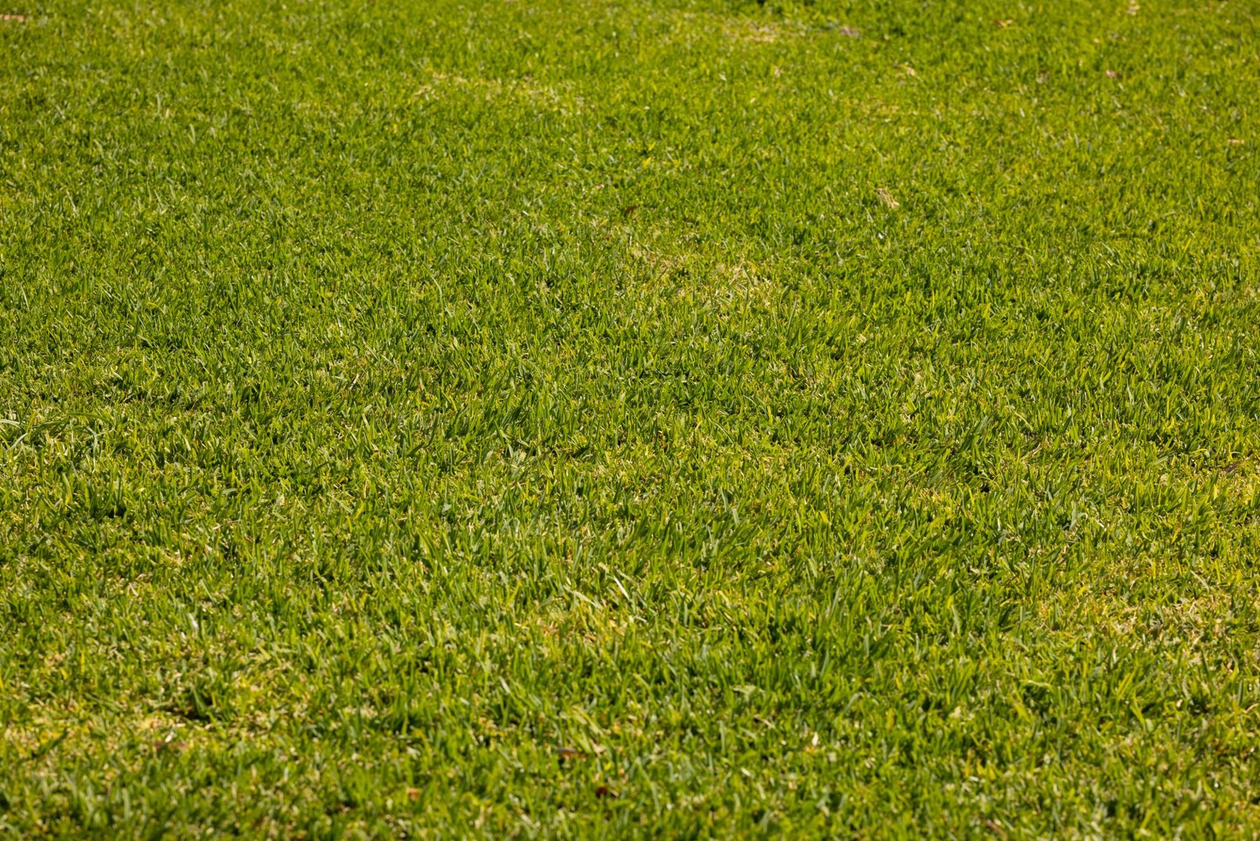 Crisp edges & walks in Phoenix, AZ